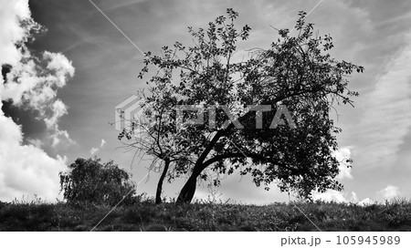 Tree on the meadow with cloudy sky in black and white Tree on the meadow with cloudy sky in black and white 105945989