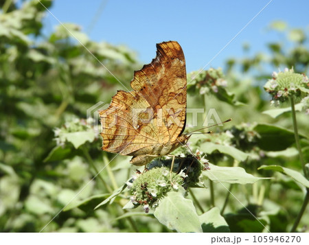 シソ科の多年草「広葉マウンテンミント」で吸蜜する「キタテハ」 シソ科の多年草「広葉マウンテンミント」で吸蜜する「キタテハ」 105946270