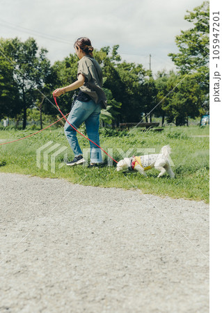 飼い犬を散歩している写真 飼い犬を散歩している写真 105947201