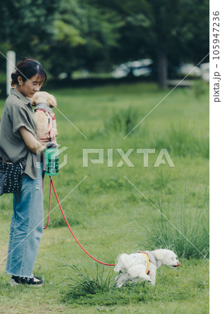 飼い犬を散歩している写真 105947236