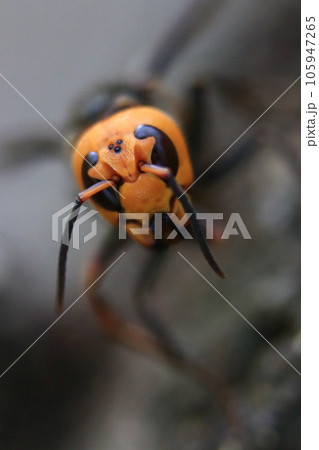 オオスズメバチ 105947265