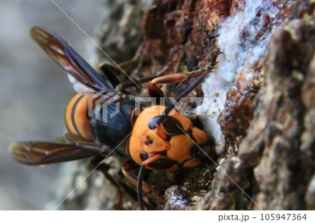 オオスズメバチ 105947364