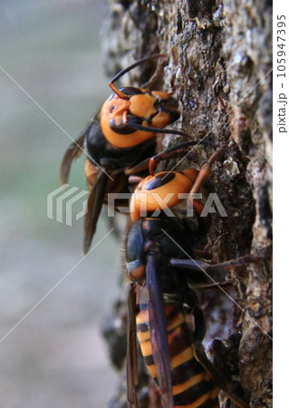 オオスズメバチ オオスズメバチ 105947395