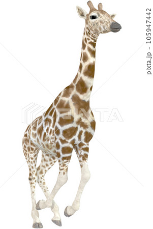 キリン☆Giraffe 105947442