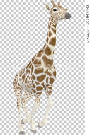 Kirin☆Giraffe Kirin☆Giraffe 105947442