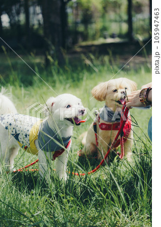 犬におやつをあげてるシーン 犬におやつをあげてるシーン 105947463
