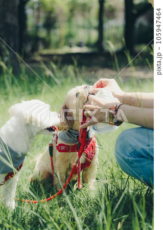 犬におやつをあげてるシーン 105947464