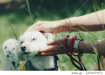 犬におやつをあげてるシーン 犬におやつをあげてるシーン 105947477