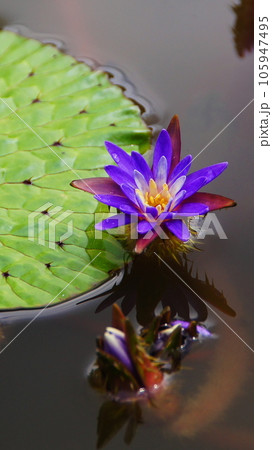 水面に浮かぶオオオニバスの紫の花　花(9月)オオオニバス10V9.16 105947495