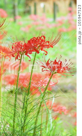 群生する赤い彼岸花　花(9月)ヒガンバナ(彼岸花)30V9.16 105947523