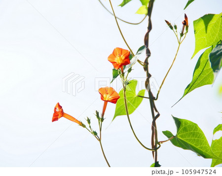 オレンジ色のルコウソウの花　花(9月)マルバルコウソウ08H4.3 105947524