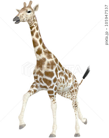 キリン☆Giraffe 105947537