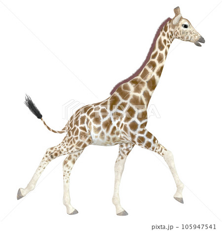 キリン☆Giraffe 105947541