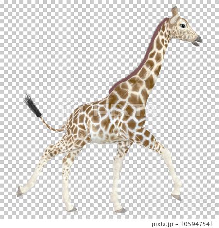 キリン☆Giraffe 105947541