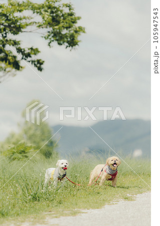 犬だけの2ショット 105947543