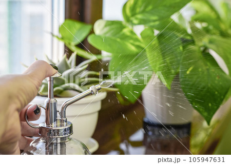 female hands, which are spraying water on leaves 105947631
