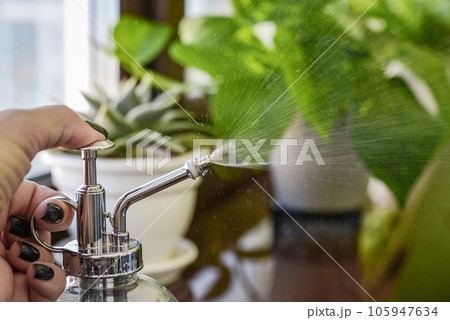 female hands, which are spraying water on leaves female hands, which are spraying water on leaves 105947634