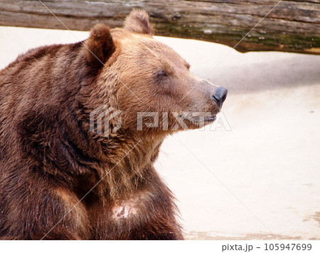 Brown bear basking in the sun after hibernation. Close up. 105947699