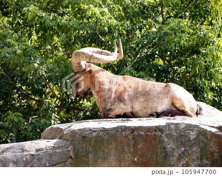 Young male horned goat, markhor, resting on rock, close-up, blurred background. 105947700