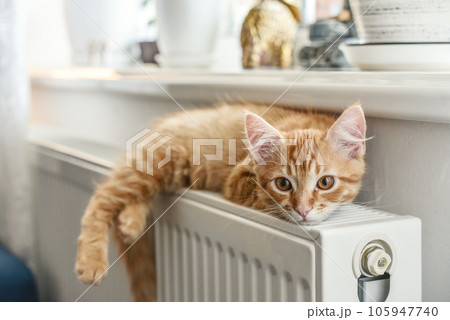 ginger kitten with amber eyes 105947740