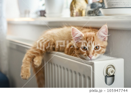 ginger kitten with amber eyes ginger kitten with amber eyes 105947744