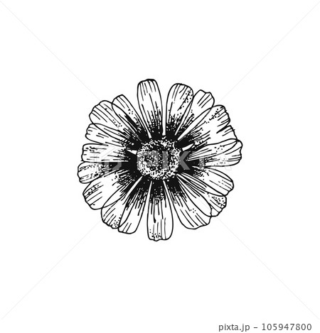 Flower chamomile line hand drawn vector illustration isolated on white background. Isolated vector element. 105947800