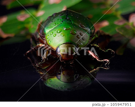 Closeup wet green beetle bug with reflection on a black background with water droplets Closeup wet green beetle bug with reflection on a black background with water droplets 105947951