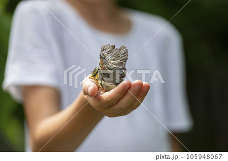 Little baby bird learning to spread her wings in a safe shelter of a childs hand Little baby bird learning to spread her wings in a safe shelter of a childs hand 105948067