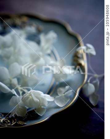 白のアナベルのドライフラワーを青い皿に飾る 白のアナベルのドライフラワーを青い皿に飾る 105948608