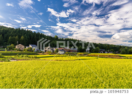 《新潟県》夏の田園風景・南魚沼 105948753