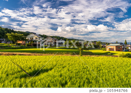 《新潟県》夏の田園風景・南魚沼 105948766
