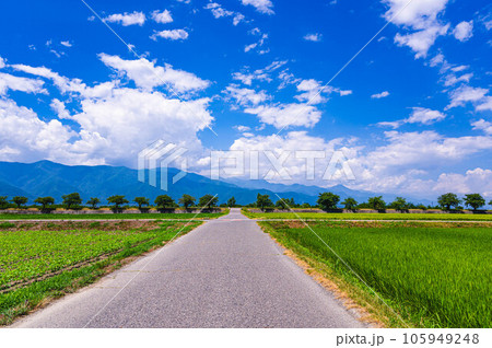 夏の梓川の土手と田園風景　松本市 105949248