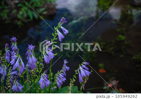 ギボウシの花 105949262