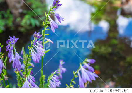 ギボウシの花 ギボウシの花 105949264