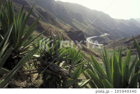 AFRICA CAPE VERDE SANTO ANTAO 105949340