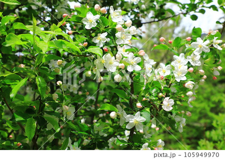 上高地 マルバカイドウの花 上高地 マルバカイドウの花 105949970
