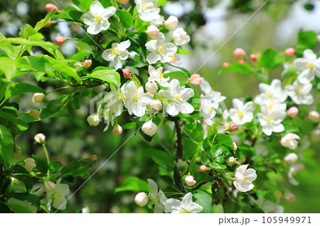 上高地 マルバカイドウの花 上高地 マルバカイドウの花 105949971
