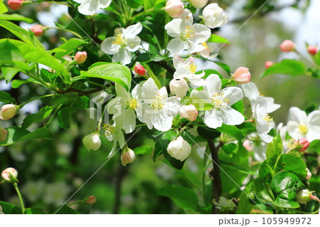 上高地 マルバカイドウの花 上高地 マルバカイドウの花 105949972