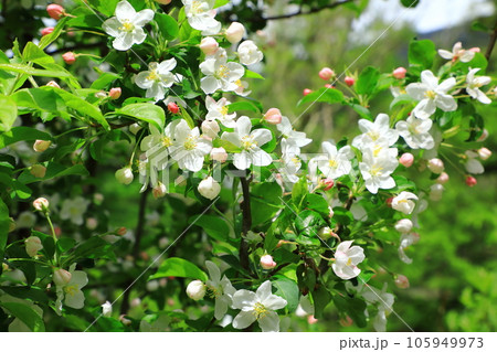 上高地　マルバカイドウの花 105949973
