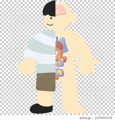 organ human bady cartoon organ human bady cartoon 105950376