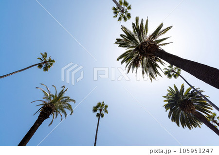 A perfect summer day and tall palms 105951247