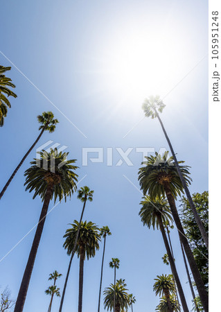 A perfect summer day and tall palms 105951248