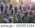 Lavender close-up view of purple flowers at sunset on natural field background. Text copy space. 105951284