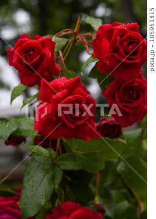 雨に濡れたバラ　薔薇　赤 105951315