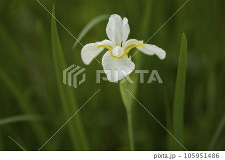 ダッチアイリスの花 105951486