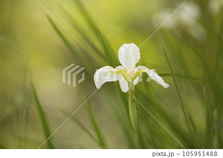 ダッチアイリスの花 105951488
