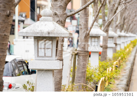 神奈川県鎌倉市 若宮大路 段葛 神奈川県鎌倉市 若宮大路 段葛 105951501