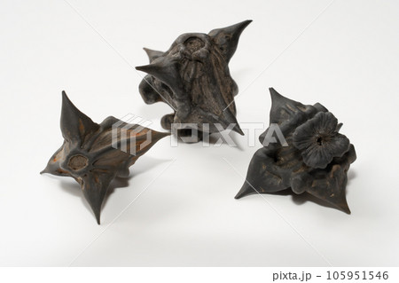 猪苗代湖の菱の実 猪苗代湖の菱の実 105951546