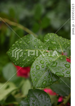 葉についた水滴　雨に濡れた葉 105951823