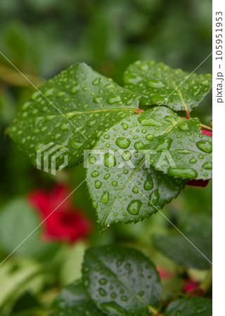 葉についた水滴 雨に濡れた葉 葉についた水滴 雨に濡れた葉 105951953